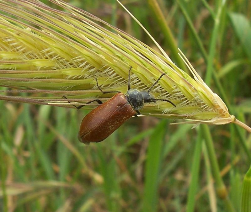 Tre coleotteri da identificare